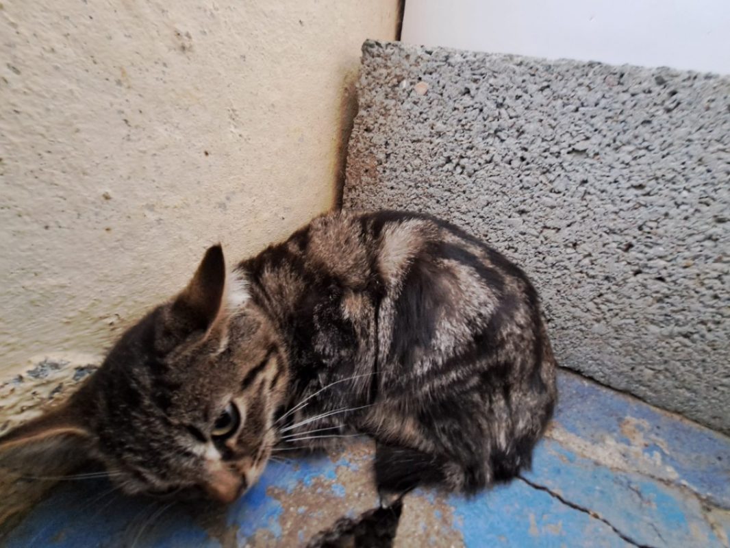 Krusty - Chat Européen à adopter