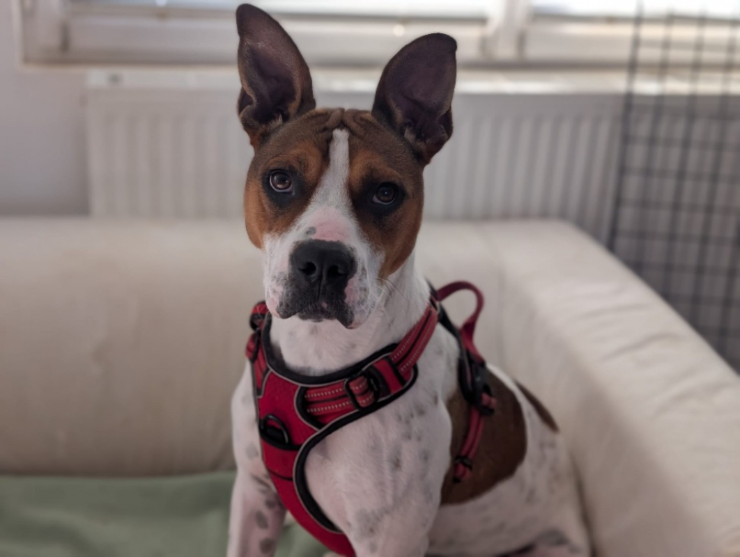 Photo #5 de Betty