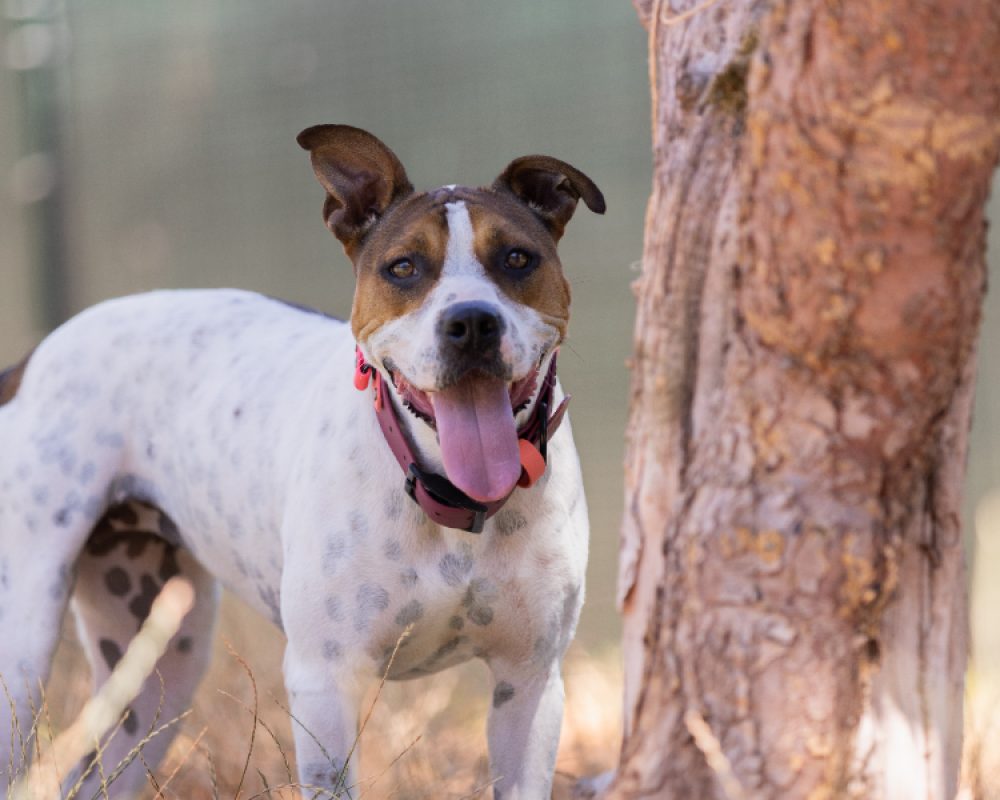 Betty - Chien Bouledogue Américain à adopter