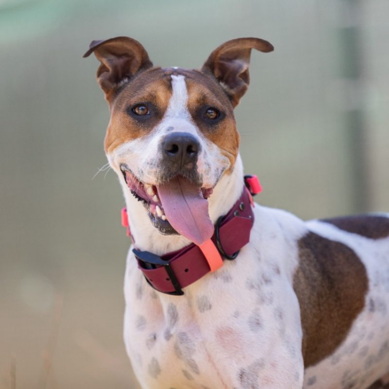 Betty - Chien Bouledogue Américain à adopter - photo 2