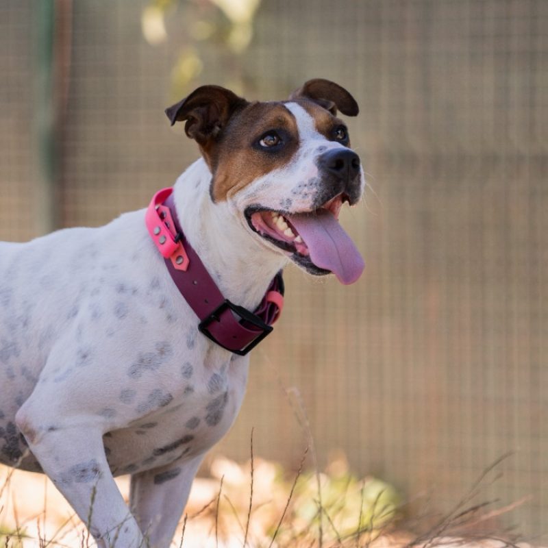 Betty - Chien Bouledogue Américain à adopter - photo 4