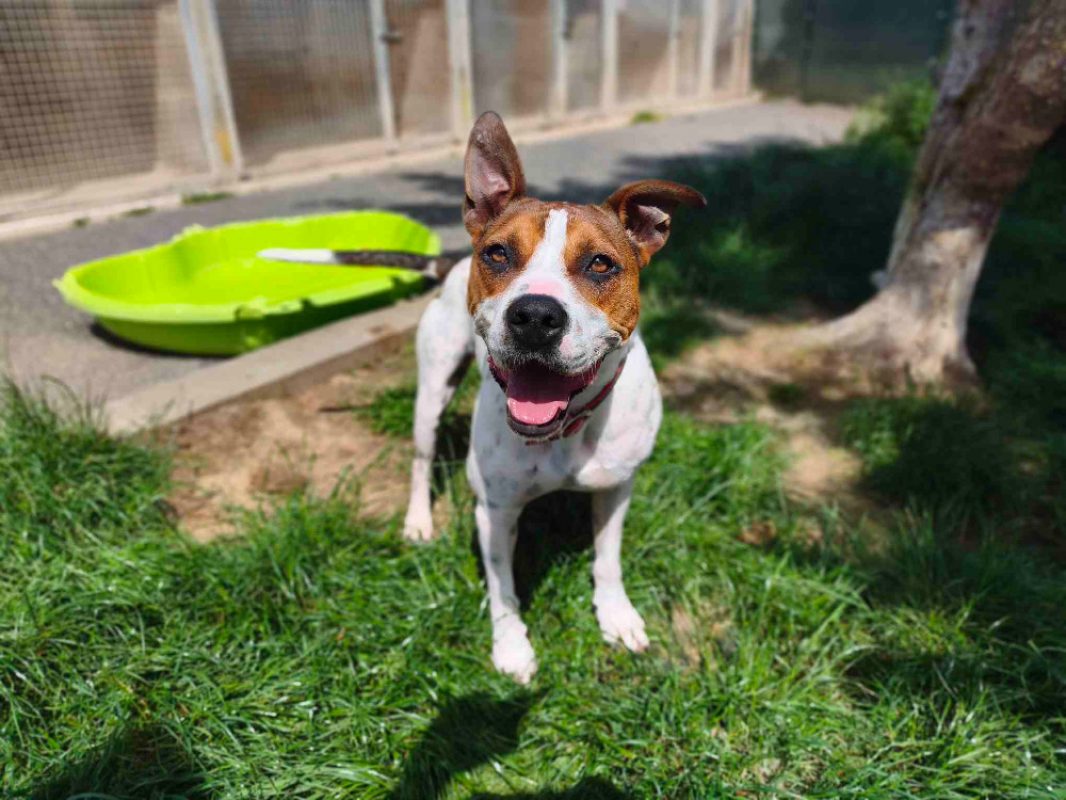 Betty - Chien Bouledogue Américain à adopter - photo 5