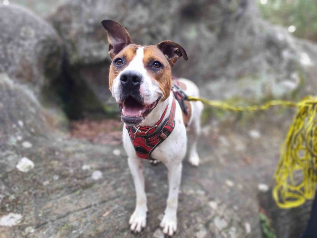 Betty - Chien Bouledogue Américain à adopter - photo 6