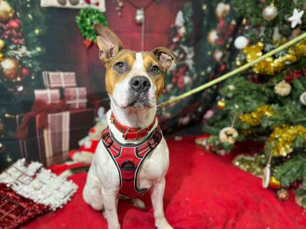 Betty - Chien Bouledogue Américain à adopter - photo 7