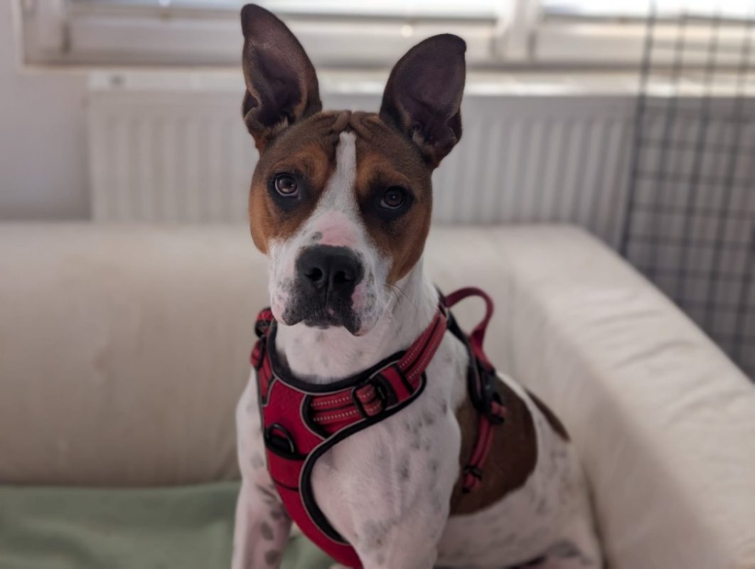 Betty - Chien Bouledogue Américain à adopter - photo 8