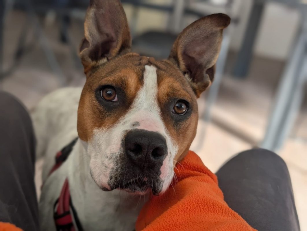 Betty - Chien Bouledogue Américain à adopter - photo 9