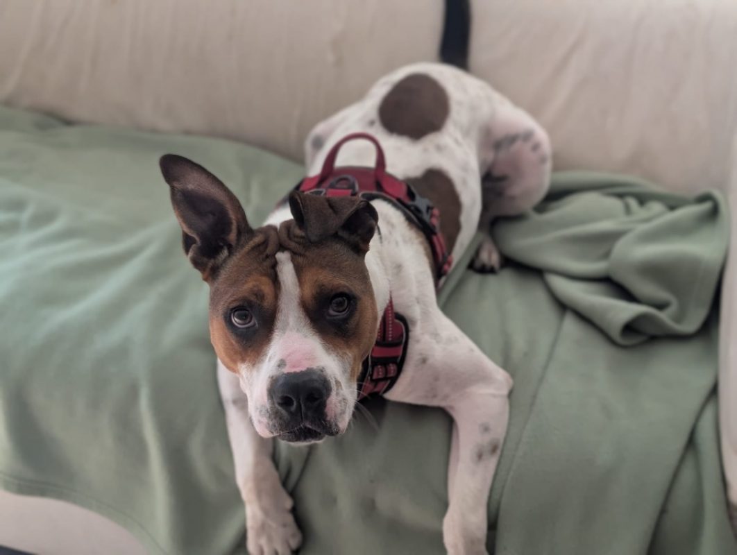 Betty - Chien Bouledogue Américain à adopter - photo 10