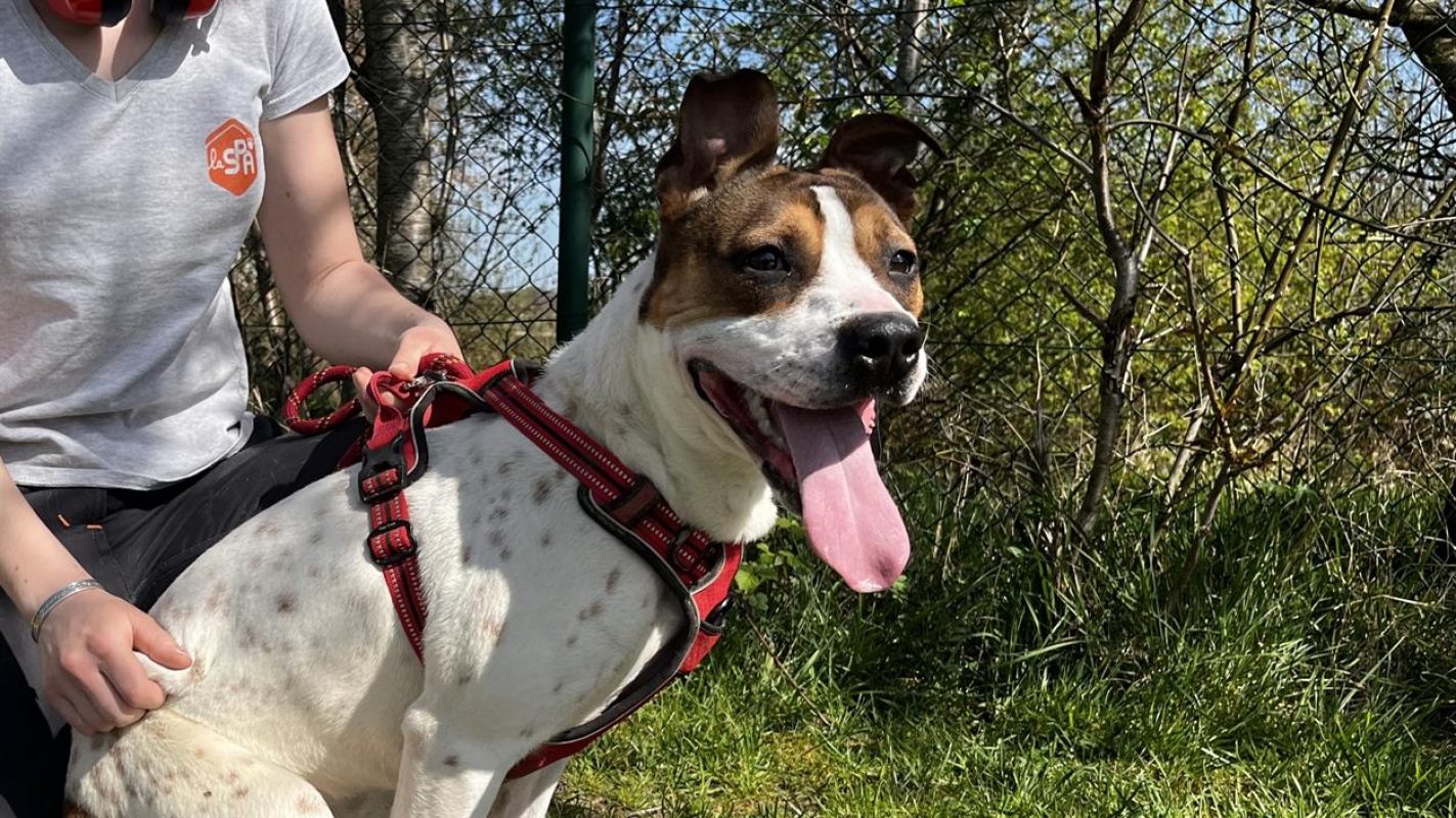 Betty - Chien Bouledogue Américain à adopter - photo 11