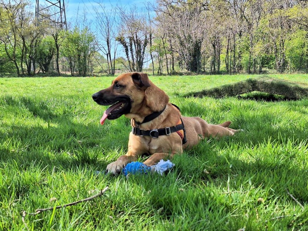 Oslaf - Chien à adopter - photo 4
