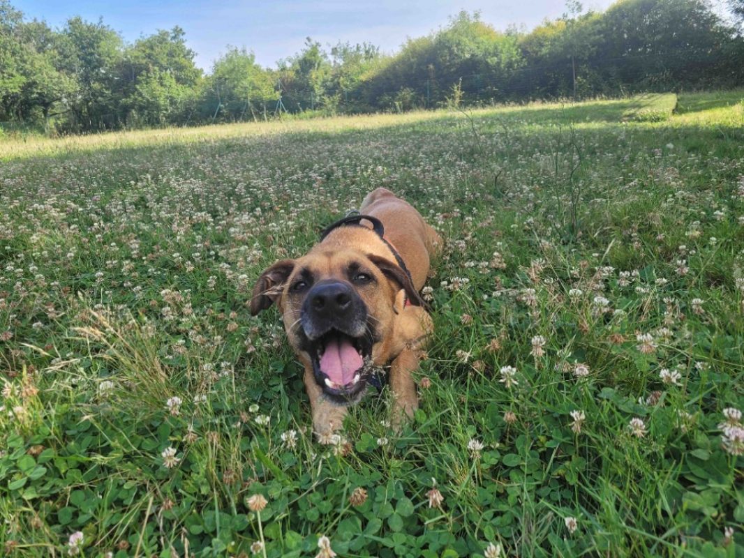 Oslaf - Chien à adopter - photo 7