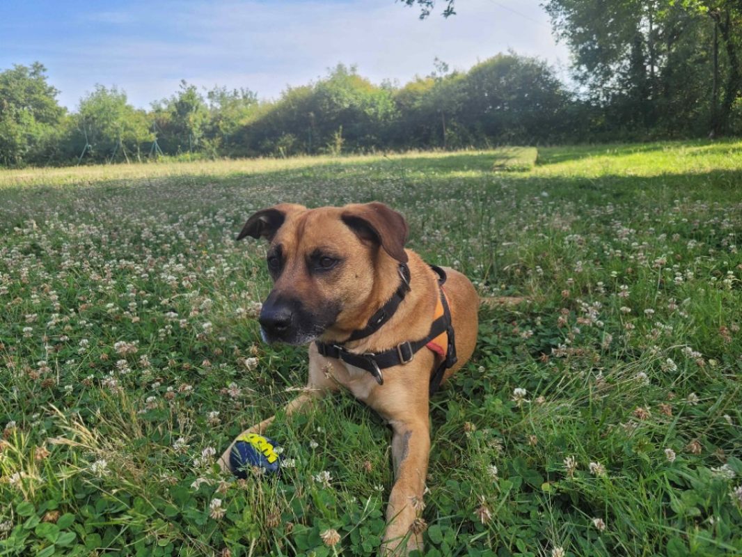 Oslaf - Chien à adopter - photo 8
