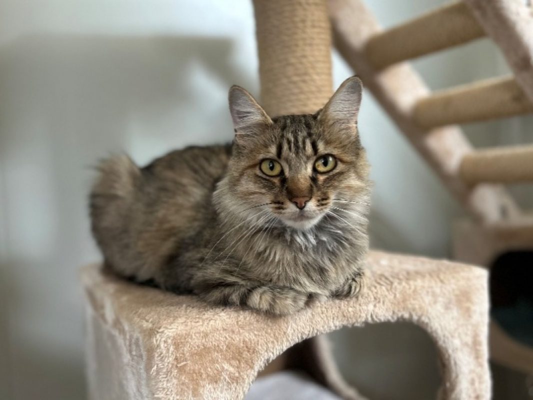 Ponyo - Chat Européen à adopter