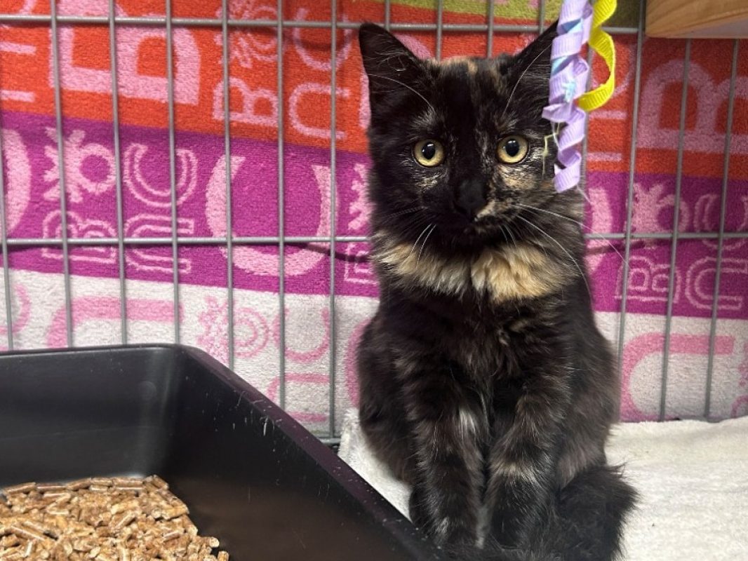 Nina - Chat Européen à adopter