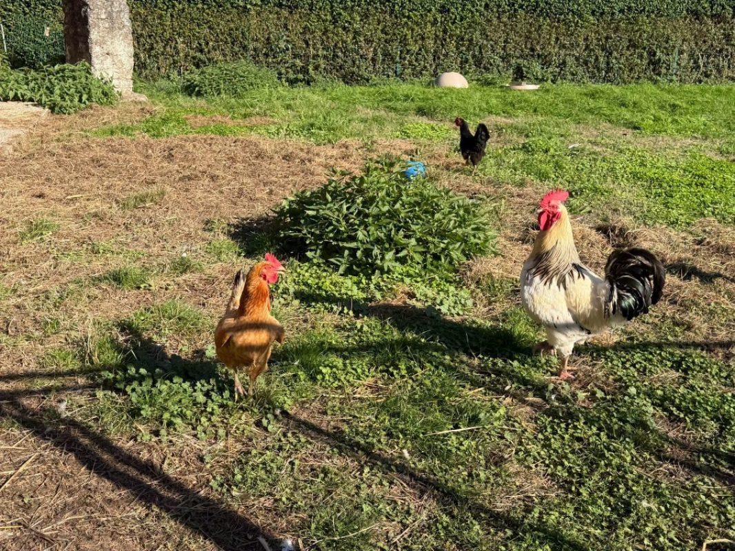 Tag - Animal de ferme Coq à adopter