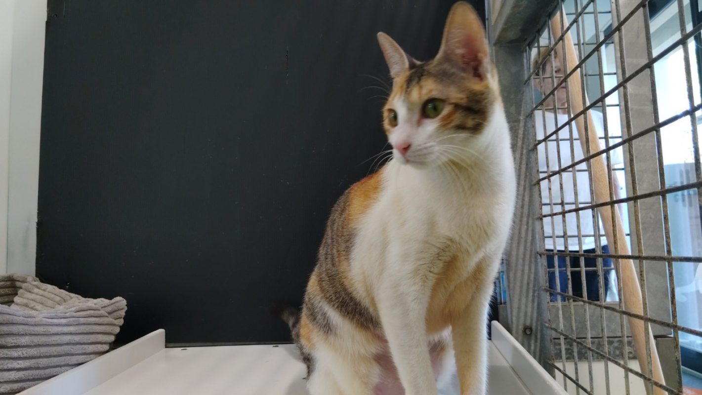 Tina - Chat Européen à adopter