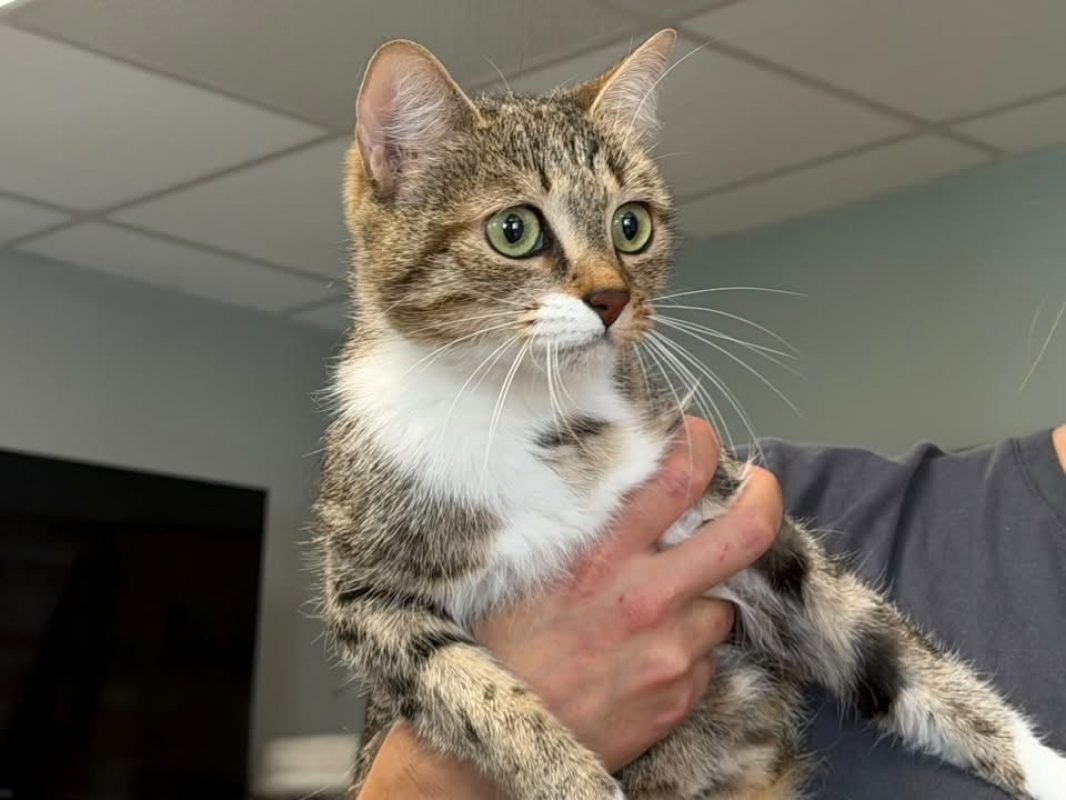 Olive - Chat Européen à adopter