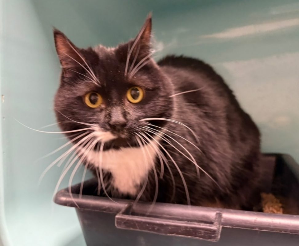 Ginny - Chat Européen à adopter
