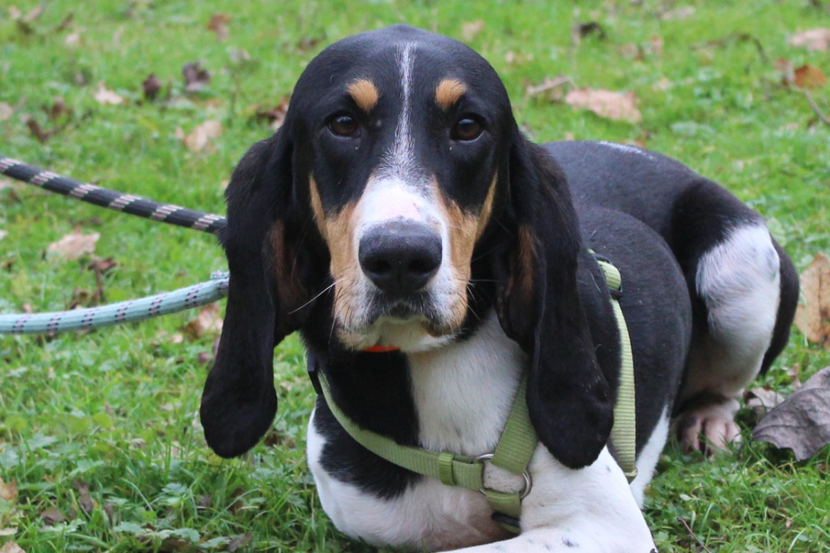 Renne - Chien Anglo-Français de Petite Vènerie à adopter