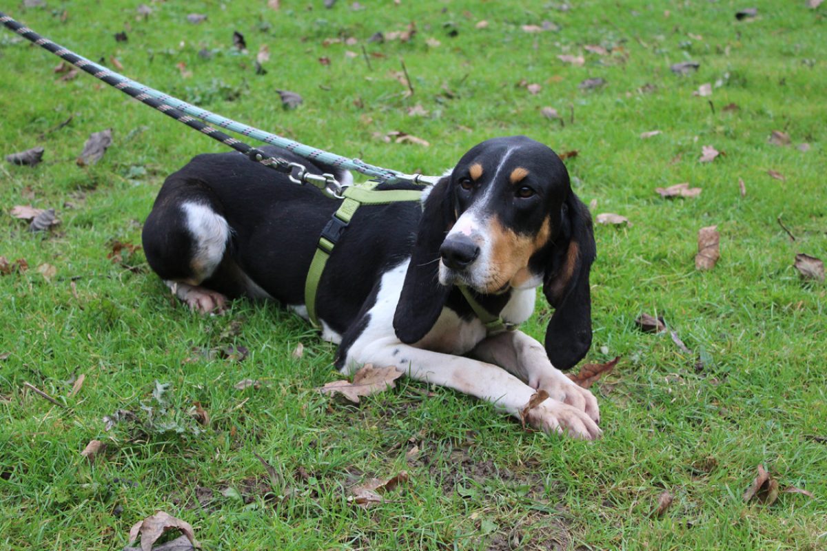 Renne - Chien Anglo-Français de Petite Vènerie à adopter - photo 2