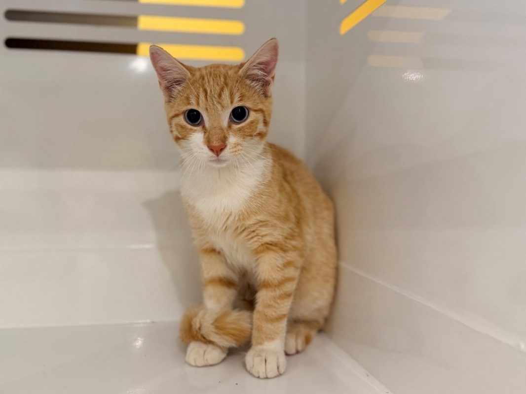 Karma - Chat Européen à adopter
