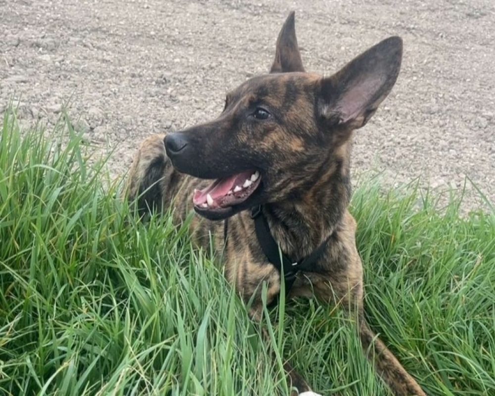 Noopy - Chien Berger Hollandais à adopter