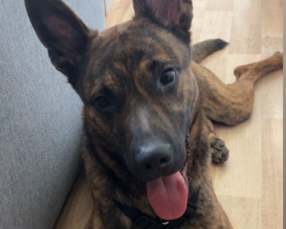 Noopy - Chien Berger Hollandais à adopter - photo 2