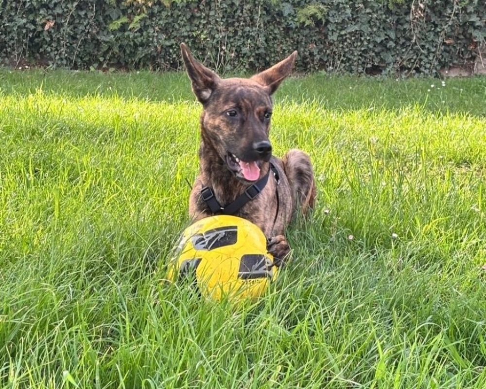 Noopy - Chien Berger Hollandais à adopter - photo 3