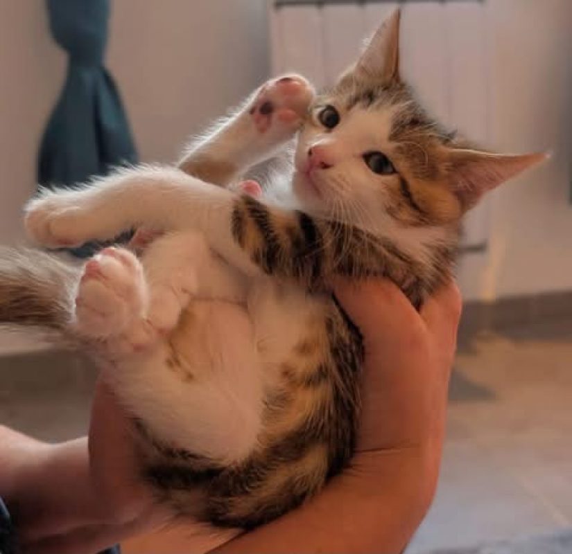 BANJO - Chat à adopter - photo 2