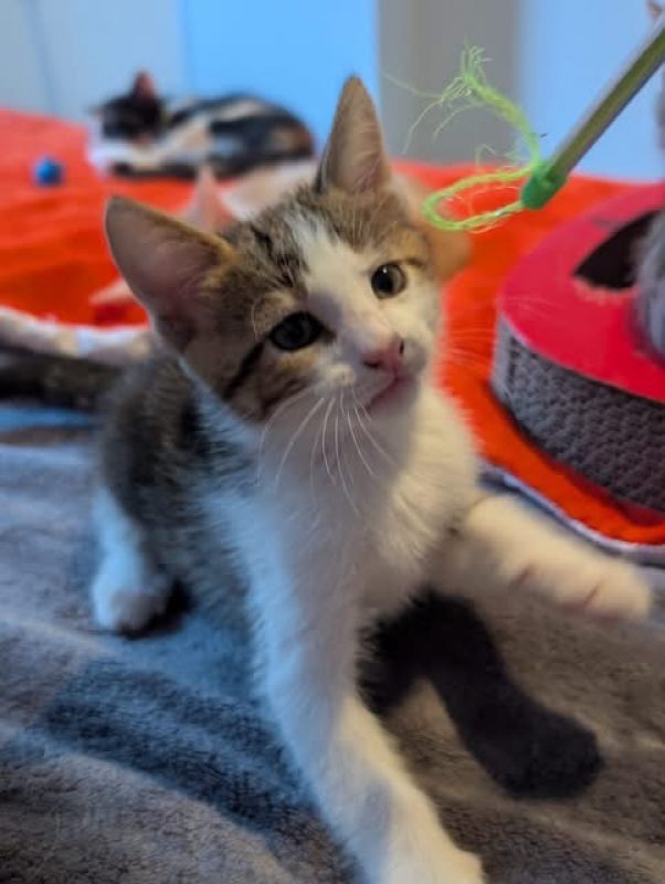 BANJO - Chat à adopter