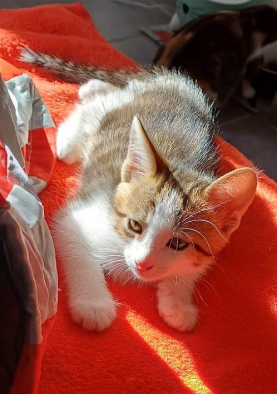 BANJO - Chat à adopter - photo 4