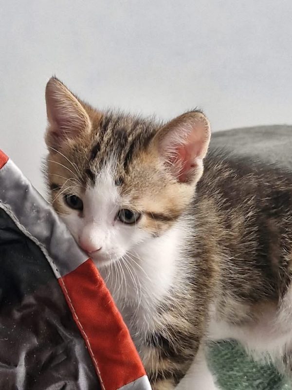 BANJO - Chat à adopter - photo 3