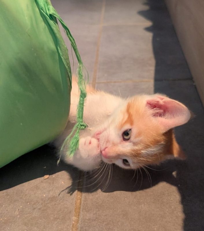 BALISTO - Chat à adopter - photo 5