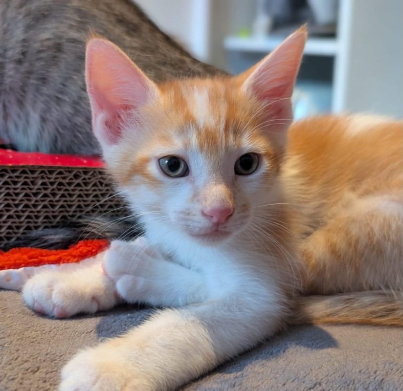 BALISTO - Chat à adopter
