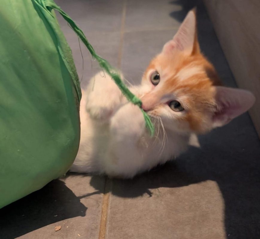 BALISTO - Chat à adopter - photo 6