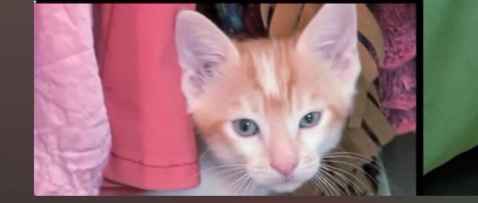 BALISTO - Chat à adopter - photo 2