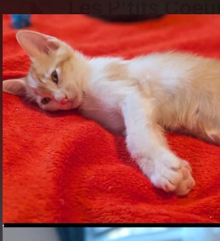 BALISTO - Chat à adopter - photo 4