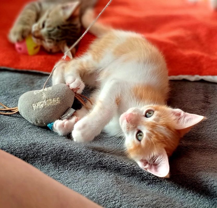 BALISTO - Chat à adopter - photo 7
