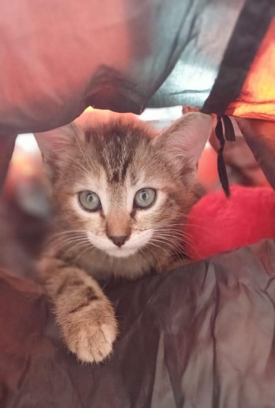MELBA - Chat Européen à adopter - photo 2