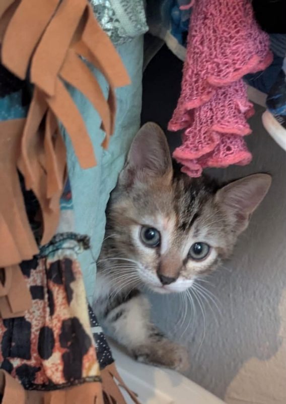 MELBA - Chat Européen à adopter - photo 3