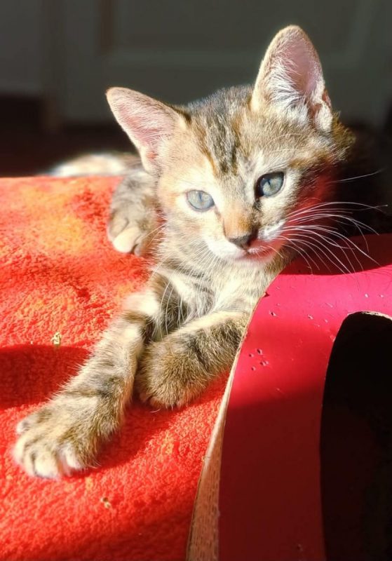 MELBA - Chat Européen à adopter - photo 5