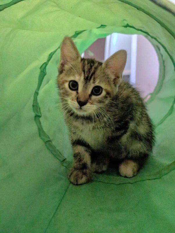 MELBA - Chat Européen à adopter - photo 4