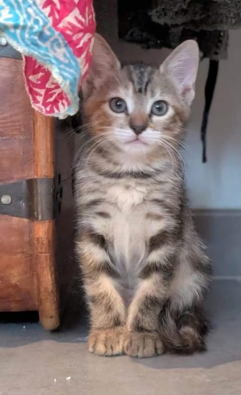 MELBA - Chat Européen à adopter