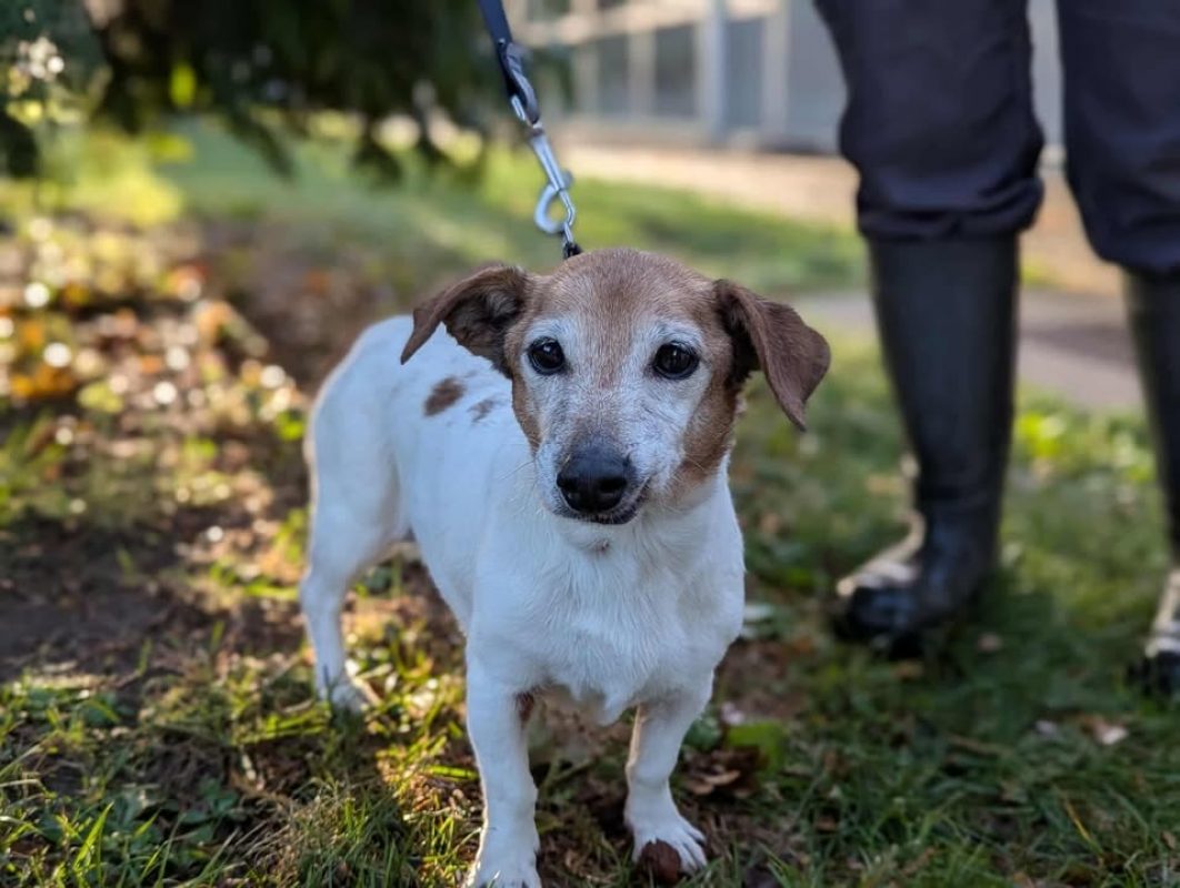 Tchika - Chien à adopter