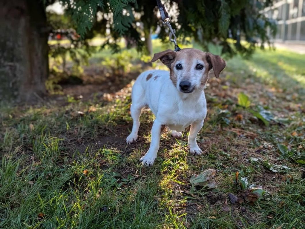 Tchika - Chien à adopter - photo 2