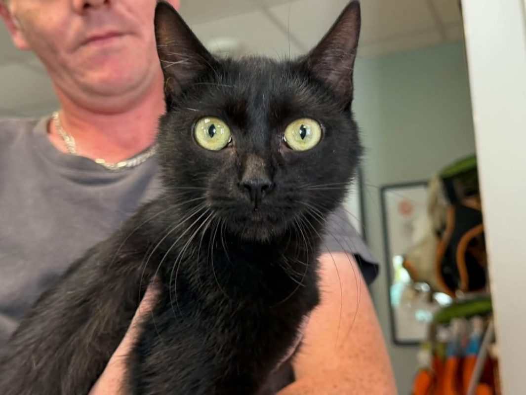 Nella - Chat Européen à adopter