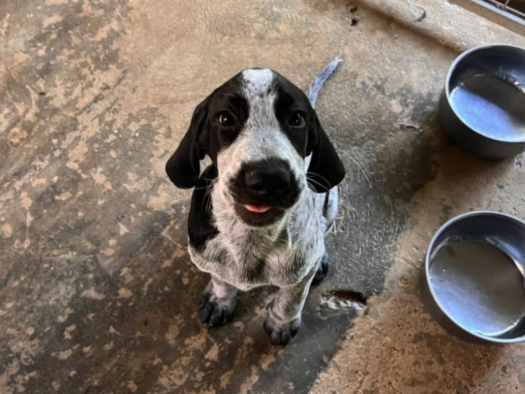 Banjo - Chien Griffon Nivernais à adopter