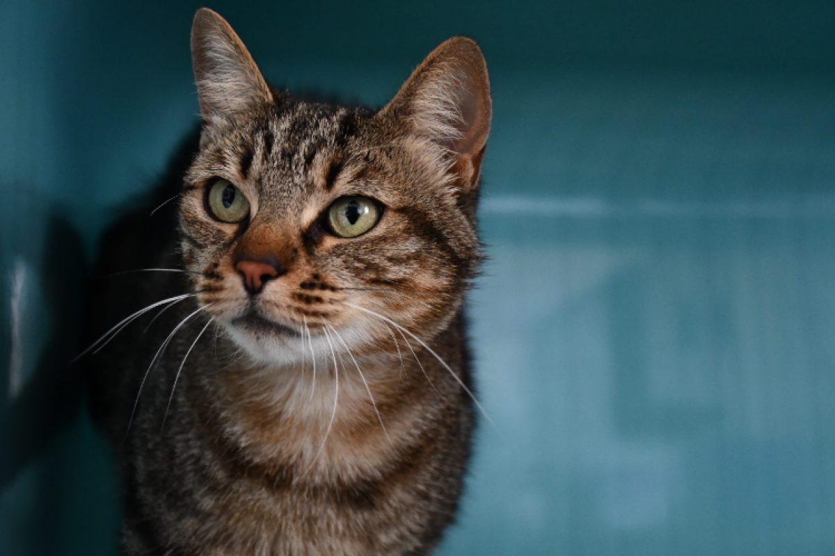Nala - Chat Européen à adopter - photo 2