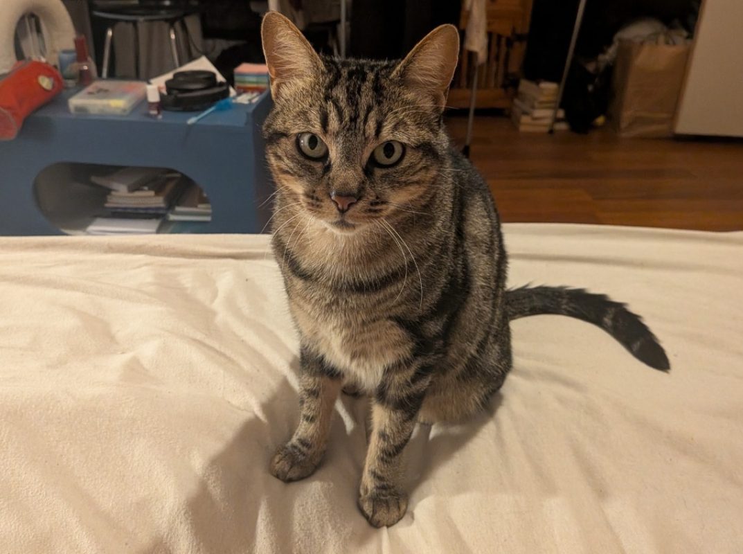 Nala - Chat Européen à adopter - photo 3