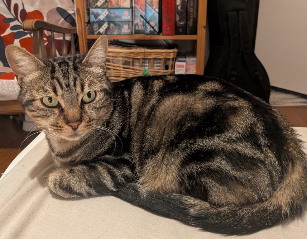 Nala - Chat Européen à adopter - photo 4