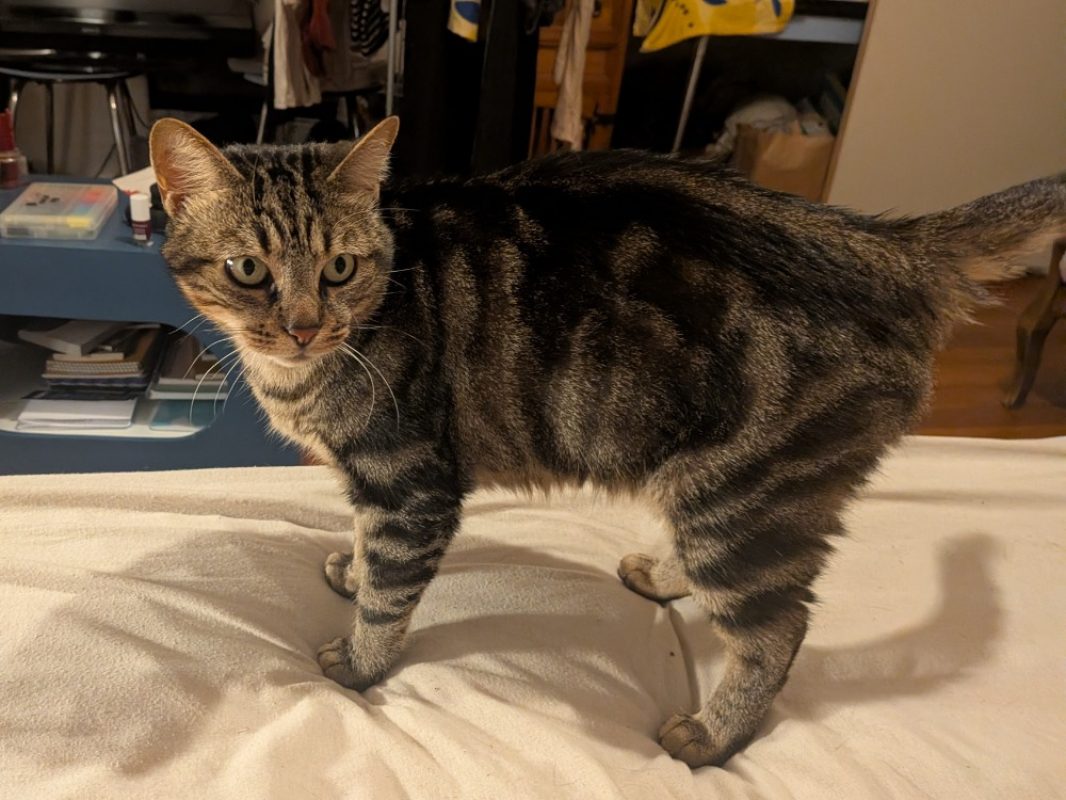Nala - Chat Européen à adopter - photo 5